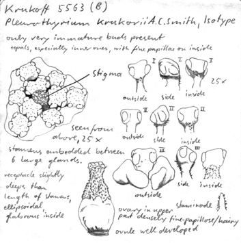 Vorschaubild Pleurothyrium krukovii A.C. Sm.